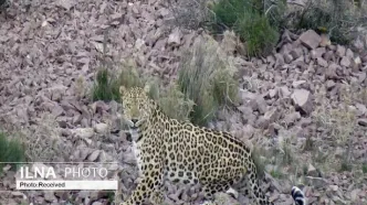 تلف شدن پلنگ ایرانی در برخورد با قطار در فیروزکوه + عکس