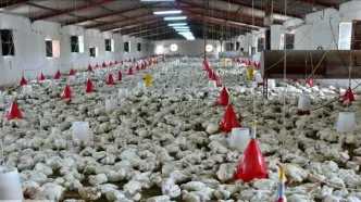 روایت جنایت دیگر آمریکایی- اسرائیلی در خوزستان با حمله به مرغداری در بهبهان