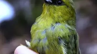 کشف رفتار عجیب پرندگان در جزیره بزرگ