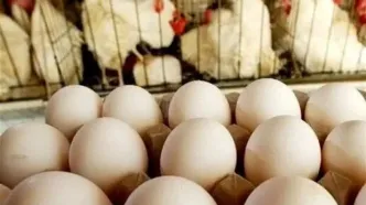 صادرات تخم مرغ رسما ممنوع اعلام شد