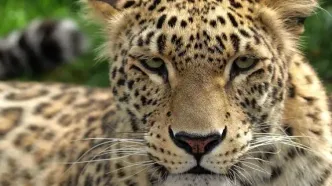 پیدا شدن لاشه پلنگ ایرانی در شهرستان اسفراین