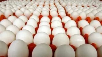 صادرات تخم مرغ ممنوع شد