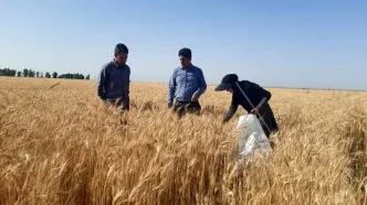 جایزه ۲۰ هزار تومانی گندم؛ پاسخ به مطالبات معوق کشاورزان