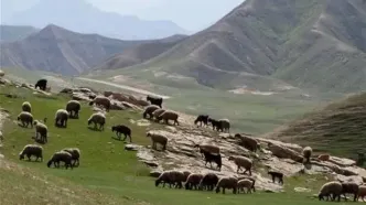 جدیدترین نرخ تعرفه های مرتعی در سال ۱۴۰۵ اعلام شد