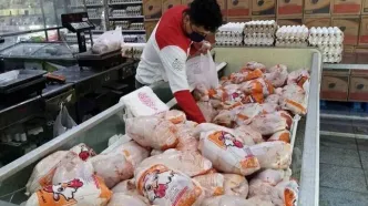 متوسط قیمت فعلی مرغ در کشور از ۳۲۰ هزارتومان بالاتر نیست