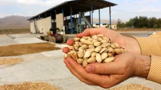 طلای سبز زیر ضرب جنگ در ایران | پسته آمریکایی، بازار جهانی «پسته ایرانی» را تصاحب می‌کند؟