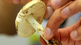 هشدار درباره خطر این نوع مسمومیت در فصل بهار