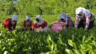 خرید ۲۵۶ تن برگ سبز چای از ابتدای اردیبهشت تاکنون