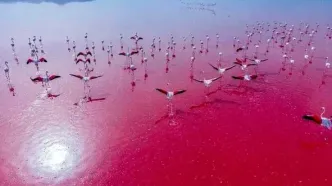 تصاویر دیدنی از جان گرفتن دوباره دریاچه صورتی شیراز؛ مهارلو پرآب شد