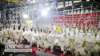 دلیل افزایش قیمت مرغ و تخم مرغ اعلام شد