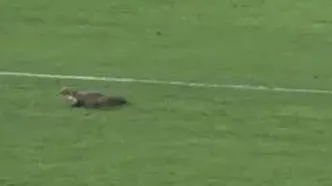 ورود ناگهانی یک راسو به زمین فوتبال