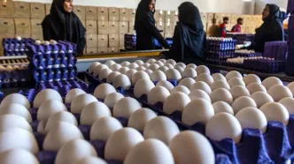 قیمت جدید تخم مرغ مشخص شد + لیست قیمت ها