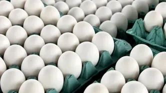 تداوم ممنوعیت صادرات تخم‌مرغ خوراکی تا اطلاع ثانوی