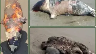 لاشه چهار قلاده فوک خزری در سواحل مازندران