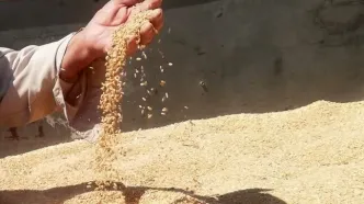 خبر مهم برای گندمکاران / ۴۱ همت از مطالبات پرداخت شد