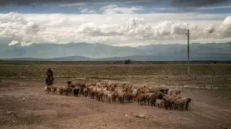 رکوردشکنی آگهی استخدام چوپان در چین؛ هفتصد متقاضی برای دو جایزه خالی