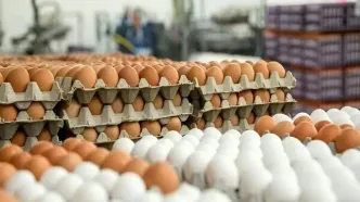 قیمت جدید هر شانه تخم مرغ چقدر است؟