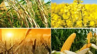 اعلام فهرست ممنوعیت صادراتی کالاهای کشاورزی