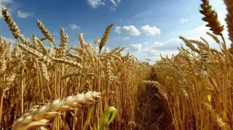 هنوز ریالی از مطالبات گندمکاران پرداخت نشده است