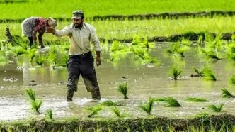 اجرای سه طرح بیمه‌ای برای حمایت از تولیدکنندگان برنج