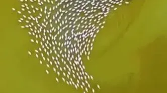 تصاویری چشم‌نواز از قدم زدن فلامینگوها در خلیج گرگان