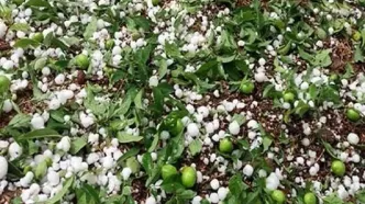 ویدئو دیدنی از بارش تگرگ در شهر اردبیل
