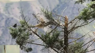 بیماری مرموزی که به جان درختان چالوس افتاده