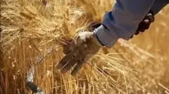 آغاز پرداخت پول گندمکاران تا دو روز آینده