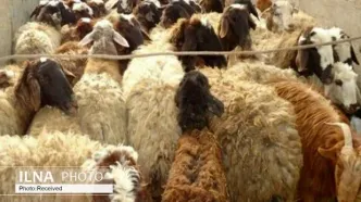 قیمت دام زنده اعلام شد