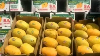 واردات انبه ممنوع شد