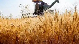 آخرین اخبار گندم در بوشهر