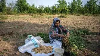 آغاز کشت بادام زمینی در سه هزار هکتار از شالیزارهای گیلان؛ پیش‌بینی تولید ۱۱ هزار تن