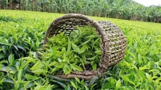 خریداری چای به ارزش هزار و ۴۷۰ میلیارد تومان؛ هرکیلو چای خشک ۳۰۰ تا ۷۰۰ هزارتومان