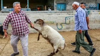 قیمت دام زنده برای عید قربان | ۴۰ هزار تومان ارزان تر بخرید!