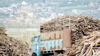 زخم تازه بر تن هیرکانی/ خروج درختان شکسته جنگل‌های شمال در بحبوحه جنگ