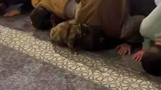 حضور غیرمنتظره گربه باردار در میان نمازگزاران مسجد