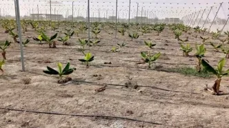 گام بزرگ برای پایان واردات موز به کشور/ آغاز کشت هزار هکتار با مشارکت بخش خصوصی در جاسک