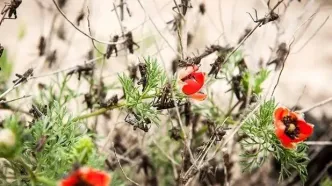 هجوم ملخ‌ها به شرق کشور