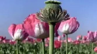 کشت خشخاش ممنوع است