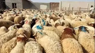 نحوه فعالیت۷ مرکز عرضه دام زنده در عید قربان اعلام شد