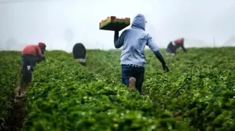 حق بیمه سهم کشاورز در قانون بودجه ۱۴۰۵ درج شد