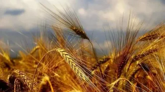 آخرین خبر از پرداخت مطالبات گندمکاران امروز شنبه ۲۶ اردیبهشت ماه ۱۴۰۵ | عدم پرداخت پول کشاورزان پس از ۴۵ روز