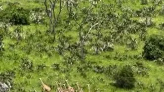 عبور باشکوه بیش از ۵۰ زرافه از دشت‌های کنیا
