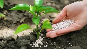 درج حق بیمه سهم کشاورز در قانون بودجه ۱۴۰۵