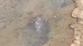 آب به هامون نرسید؛ حوضچه ادیمی جای تالاب را گرفت