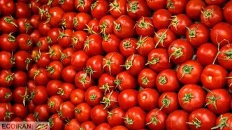 شرایط جدید صادرات شیرخشک و گوجه اعلام شد + جزئیات