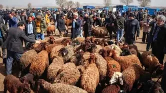 قیمت دام زنده امروز پنجشنبه 7 خرداد 1405