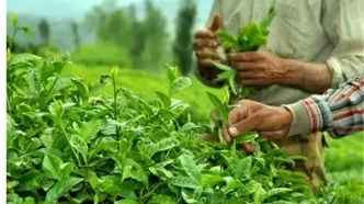 آخرین خبر از پرداخت مطالبات چایکاران امروز شنبه ۲۶ اردیبهشت ۱۴۰۵