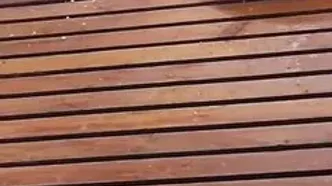 ایگوانای سرکش میز صبحانه را به هم ریخت