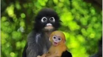 میمونی که عینک می زند و نوزادان پرتقالی به دنیا می آورد!